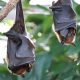 Coria de Río usará murciélagos para eliminar los mosquitos del virus del Nilo