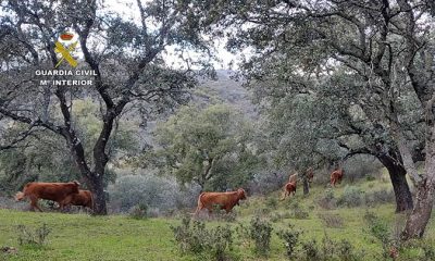 Detienen e investigan a una familia ganadera por provocar pérdidas a explotaciones colindantes y amenazar a sus propietarios