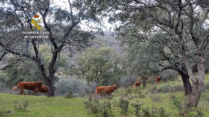 Detienen e investigan a una familia ganadera por provocar pérdidas a explotaciones colindantes y amenazar a sus propietarios
