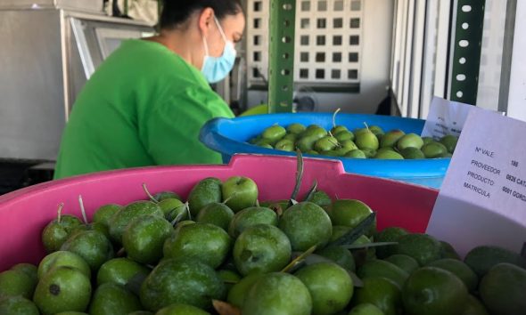 Labradores de La Campiña liquida las aceitunas manzanillas con un precio por encima del mercado