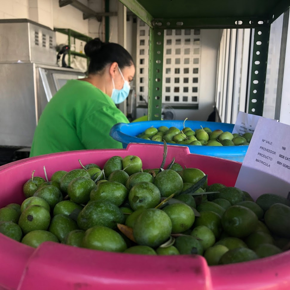 Labradores de La Campiña liquida las aceitunas manzanillas con un precio por encima del mercado