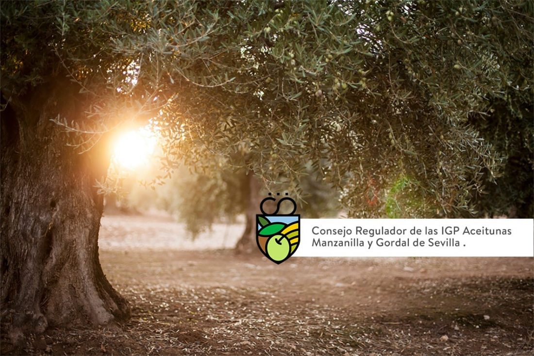 Satisfacción de la IGP de la Manzanilla y Gordal por el apoyo de más de 3.500 inscritos del sector olivarero