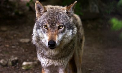 Las organizaciones agrarias exigen la retirada de la orden que pretende declarar al lobo especie protegida