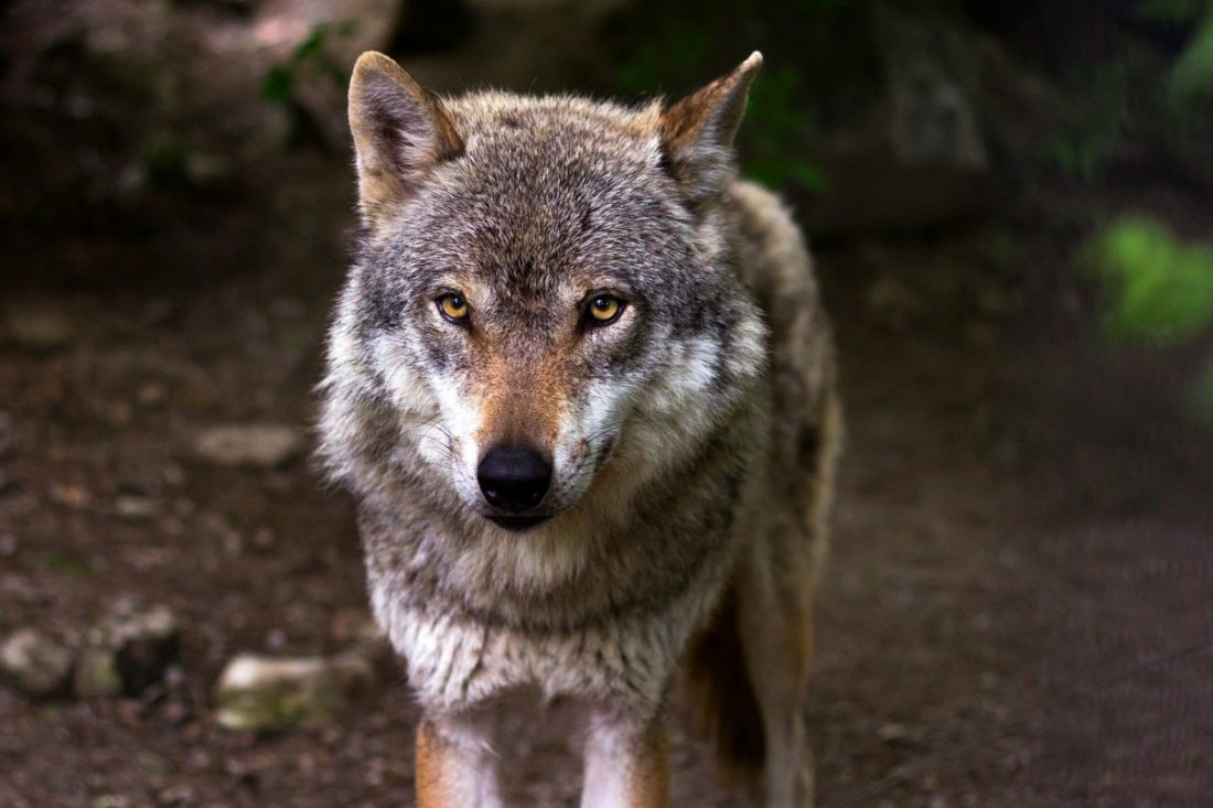 Las organizaciones agrarias exigen la retirada de la orden que pretende declarar al lobo especie protegida