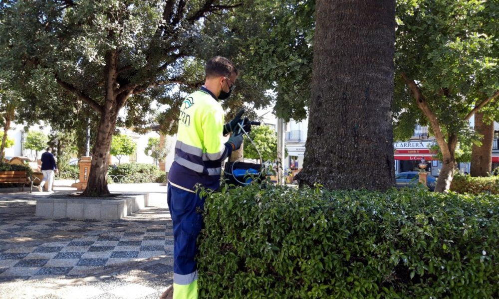 Tratamiento de endoterapia a las palmeras contra el picudo rojo en Morón de la Frontera