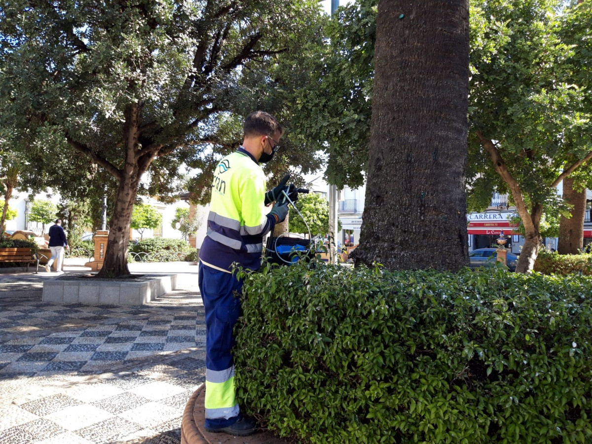 Tratamiento de endoterapia a las palmeras contra el picudo rojo en Morón de la Frontera