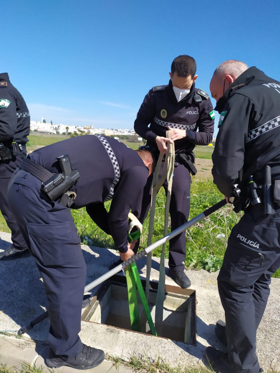 Agentes de la Policía Local de Arahal rescatan una oveja caída en un imbornal de un polígono industrial