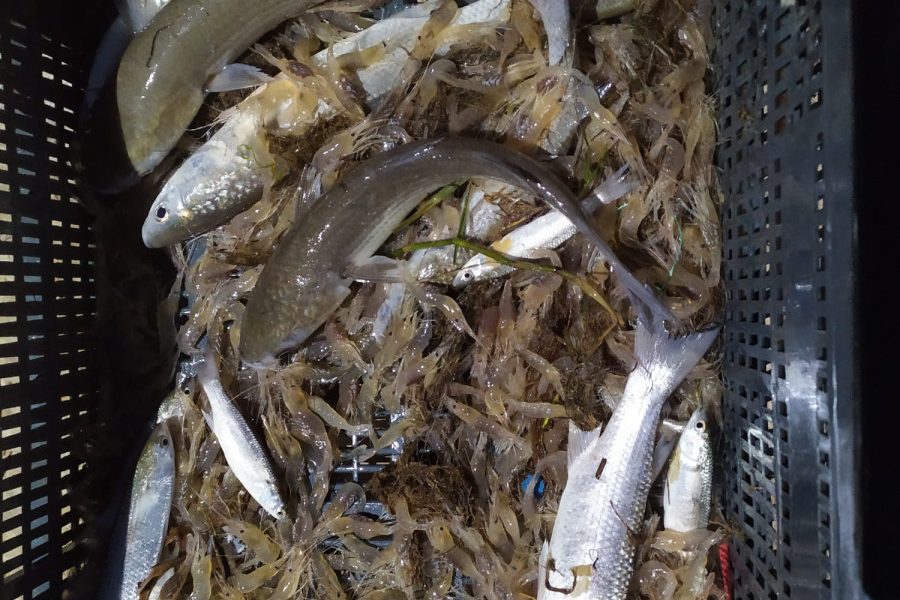 Cinco investigados por la Guardia Civil por pescar con medios ilegales en el bajo Guadalquivir