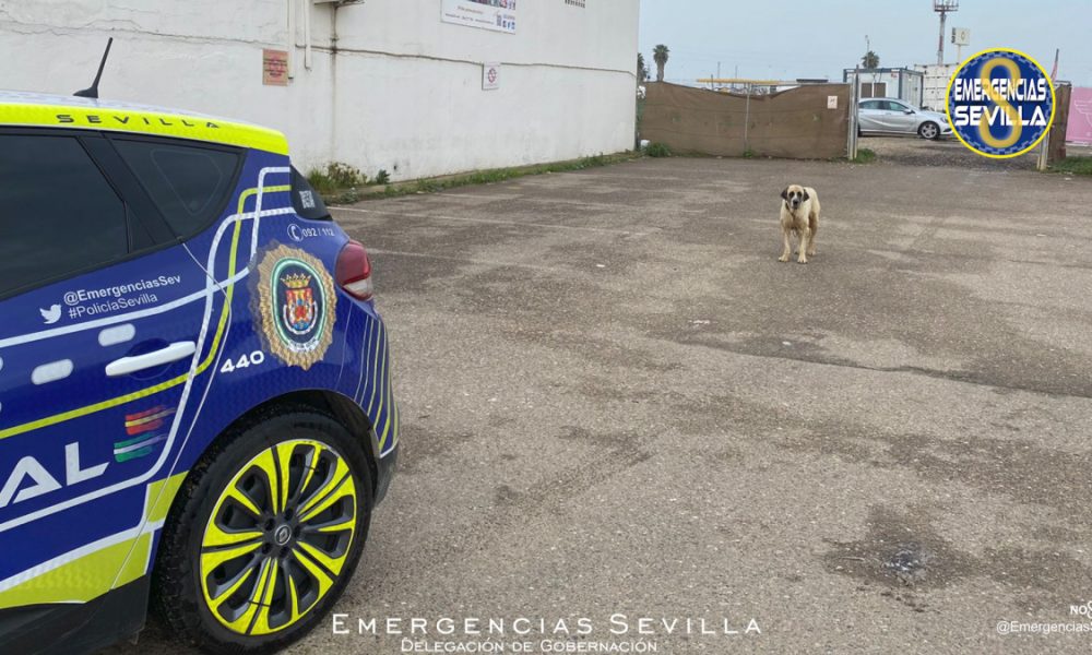 Perro Sevilla