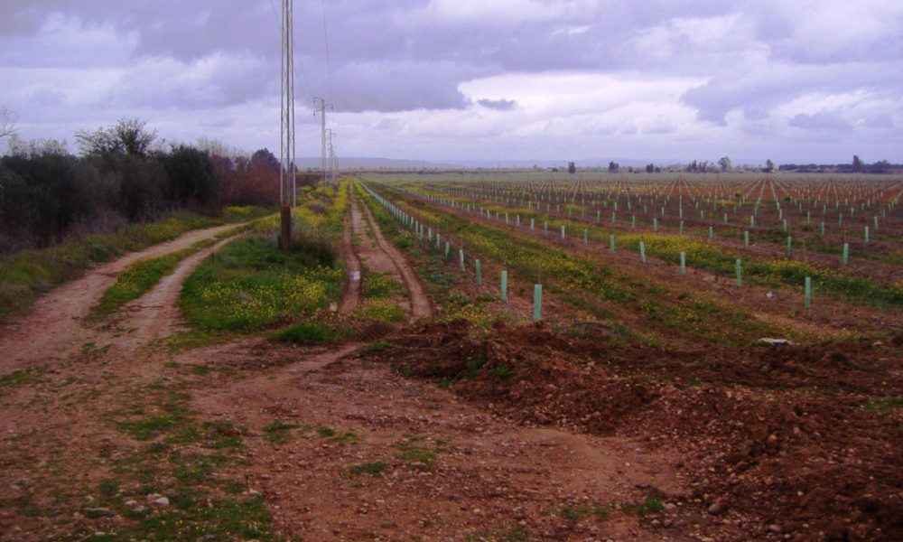 El TSJA anula la ocupación de una vía pecuaria en Carmona tras la denuncia de ecologistas