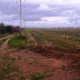 El TSJA anula la ocupación de una vía pecuaria en Carmona tras la denuncia de ecologistas