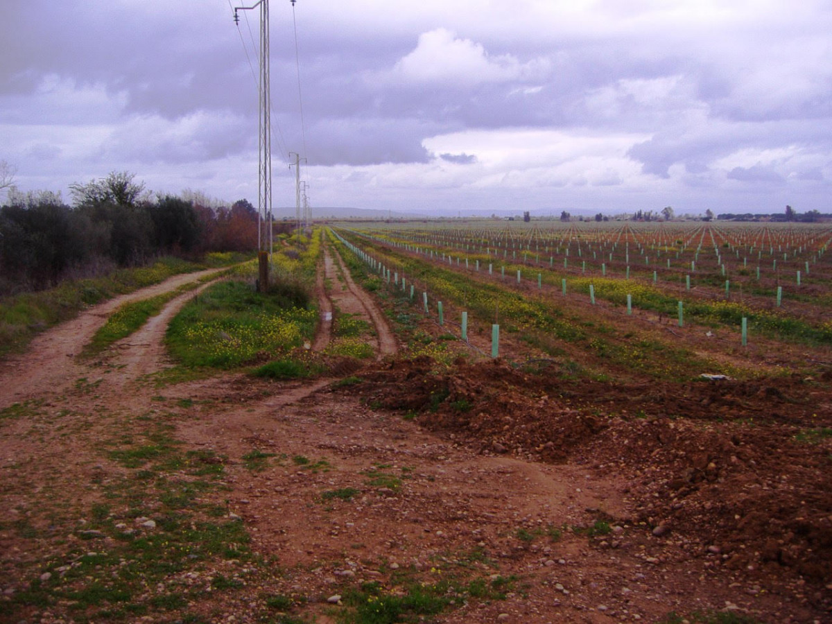 El TSJA anula la ocupación de una vía pecuaria en Carmona tras la denuncia de ecologistas