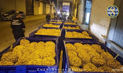 La Policía interviene en Sevilla 220 kilos de caracoles en mal estado destinados a venta ilegal