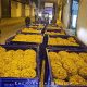 La Policía interviene en Sevilla 220 kilos de caracoles en mal estado destinados a venta ilegal