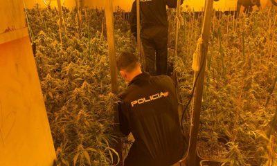 Intervienen 1.100 plantas de marihuana en Alcalá y detienen a un joven por su cultivo