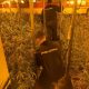 Intervienen 1.100 plantas de marihuana en Alcalá y detienen a un joven por su cultivo