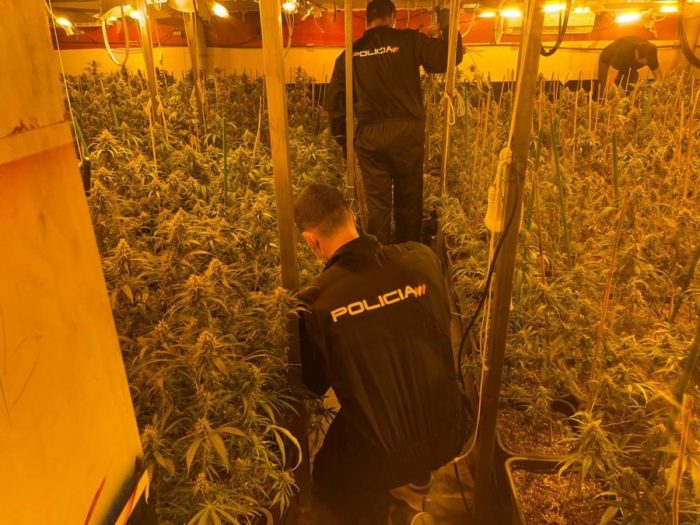Intervienen 1.100 plantas de marihuana en Alcalá y detienen a un joven por su cultivo