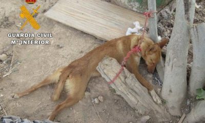 Una vecina de Salteras condenada por dejar morir "de hambre y sed" a 13 perros