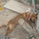 Una vecina de Salteras condenada por dejar morir "de hambre y sed" a 13 perros