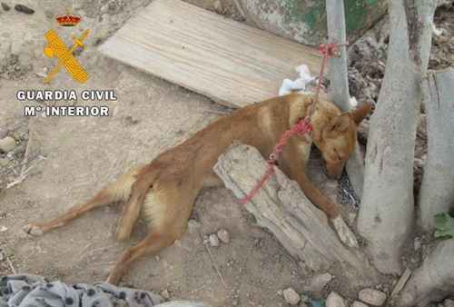 Una vecina de Salteras condenada por dejar morir "de hambre y sed" a 13 perros