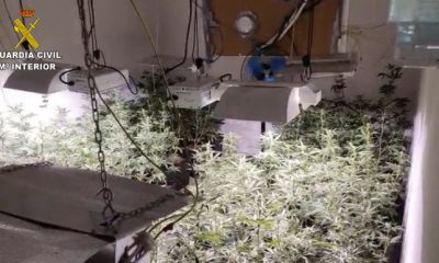 La Guardia Civil detiene a una persona e incauta 142 plantas de marihuana en Pilas