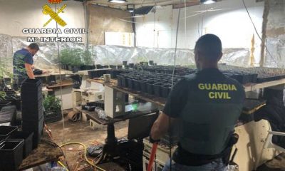 Intervienen más de 3.000 plantas de marihuana en una parcela de Carmona