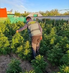 Dos personas detenidas por el cultivo de 400 plantas de marihuana en una finca de Marchena