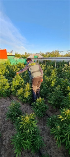 Dos personas detenidas por el cultivo de 400 plantas de marihuana en una finca de Marchena