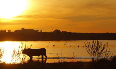 La Sevilla que hay que ver: el paraíso ornitológico de La Puebla del Río