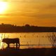 La Sevilla que hay que ver: el paraíso ornitológico de La Puebla del Río