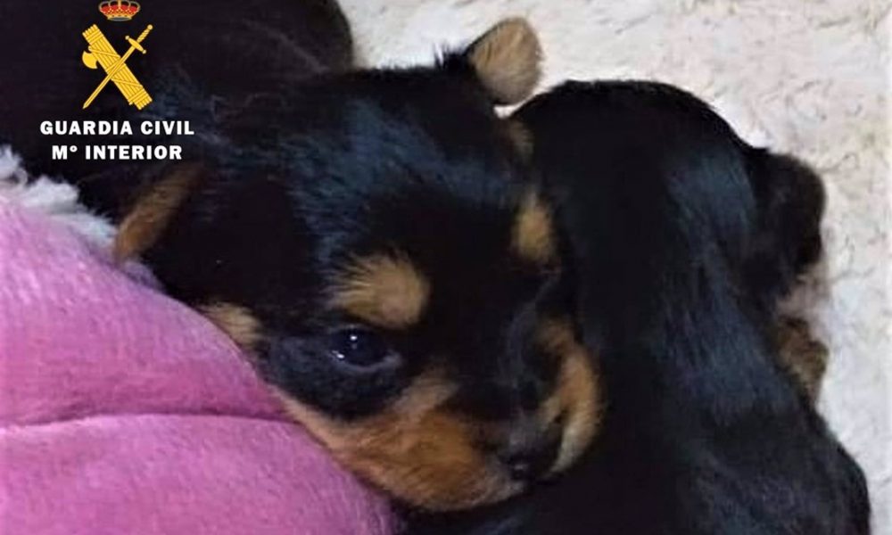 Detenida por usar la foto de cachorros "en venta" para estafar por internet