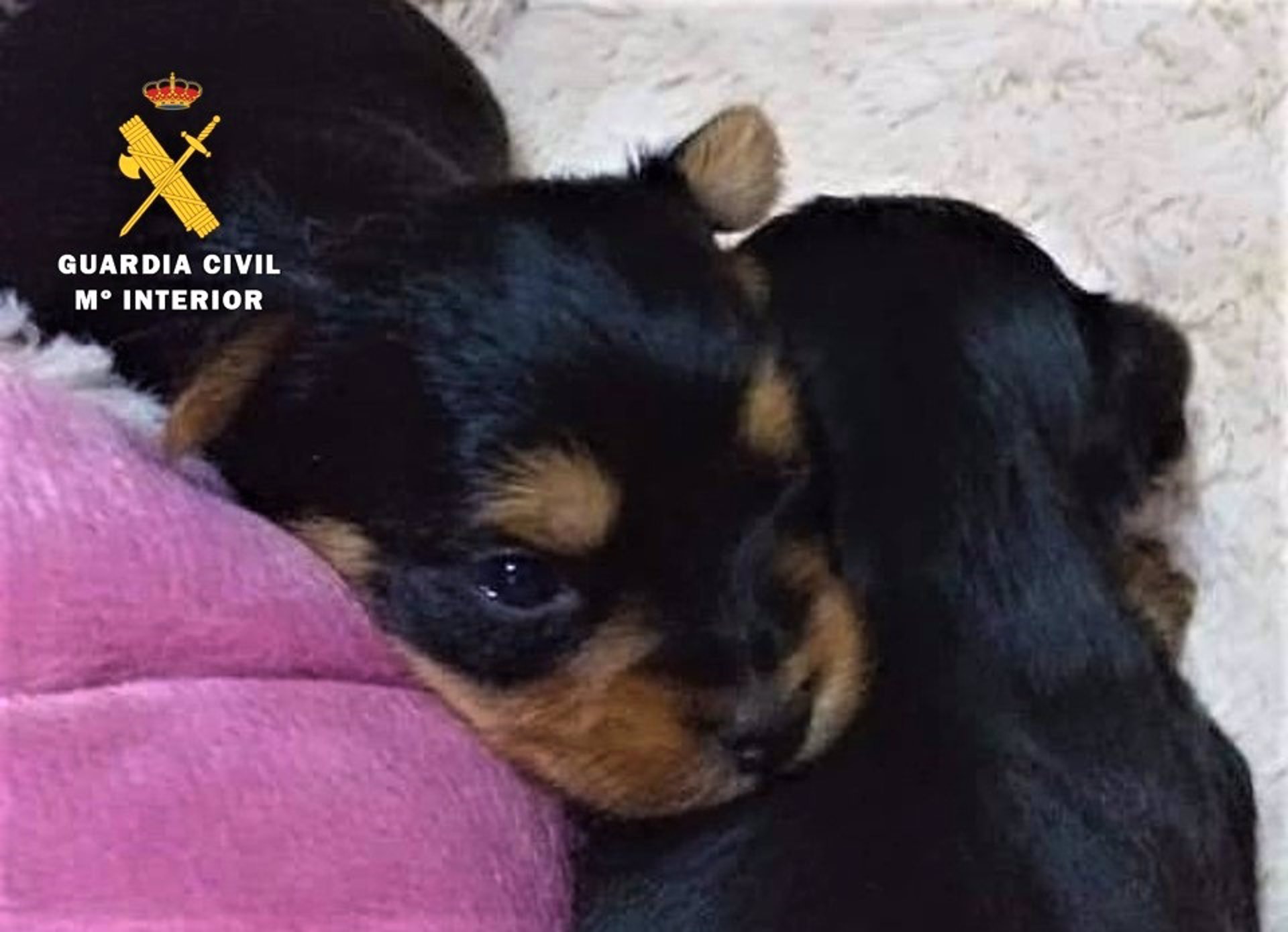 Detenida por usar la foto de cachorros "en venta" para estafar por internet