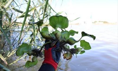 Localizan una nueva planta exótica en el cauce del río Guadaíra