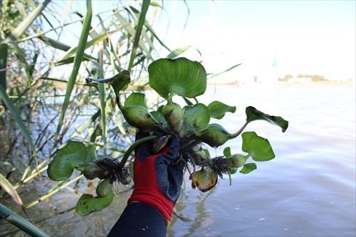Localizan una nueva planta exótica en el cauce del río Guadaíra