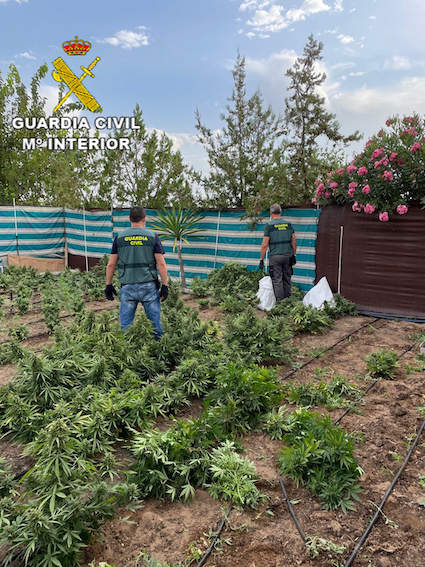 Desmantelan en Marchena un clan familiar con tres plantaciones de marihuana