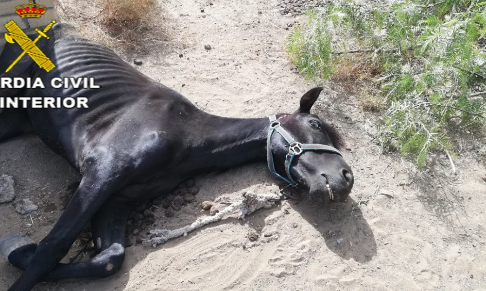 Una vecina de Los Palacios, investigada por presunto maltrato animal