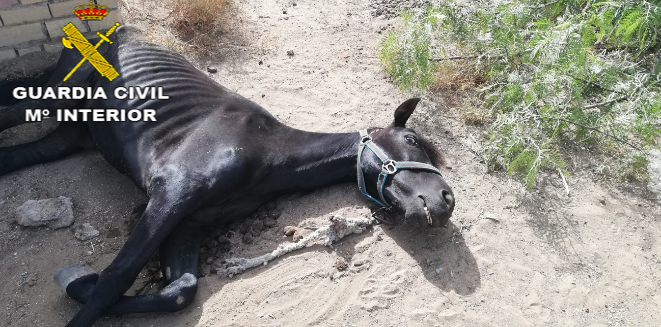 Una vecina de Los Palacios, investigada por presunto maltrato animal