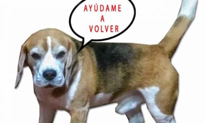 Todos en busca de Potter, el perro de una familia de Lebrija perdido en Ceuta