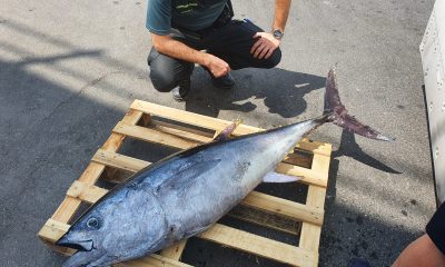 Interceptado en Utrera con un atún de 40 kilos pescado sin licencia