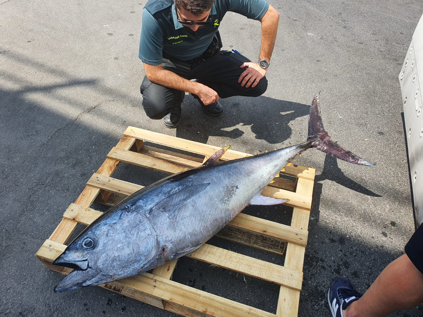 Interceptado en Utrera con un atún de 40 kilos pescado sin licencia