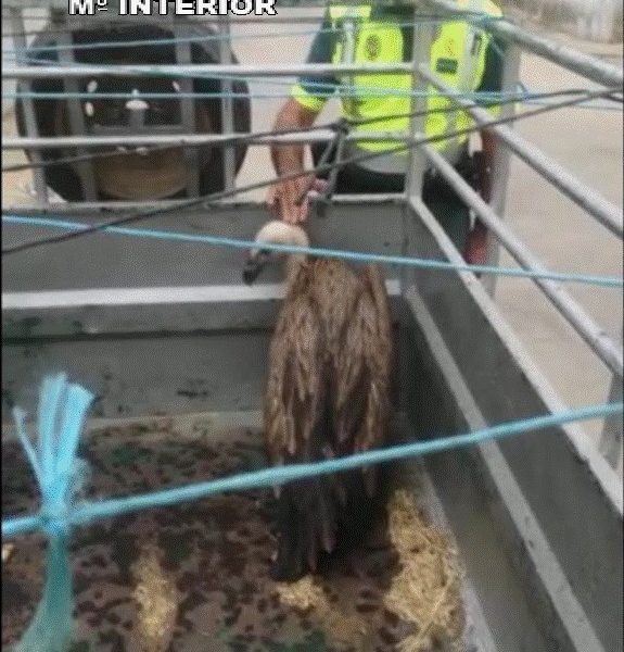 Un buitre aturdido y desorientado es localizado en la cuneta de la vía entre Carmona y Lora