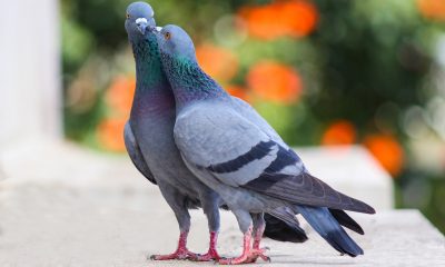 Palomas mensajeras con ayuda desde Coria del Río a La Palma