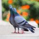 Palomas mensajeras con ayuda desde Coria del Río a La Palma