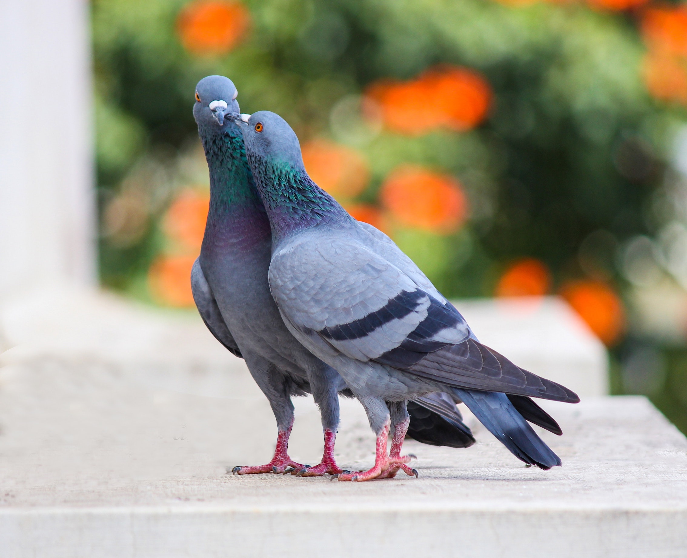 Palomas mensajeras con ayuda desde Coria del Río a La Palma