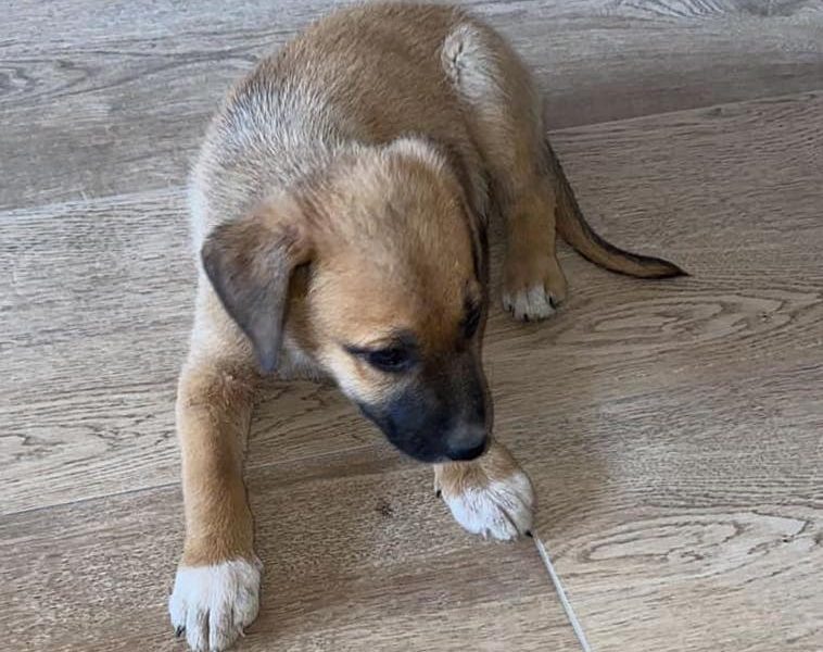 Albaida del Aljarafe comienza a "empadronar" a sus animales de compañía