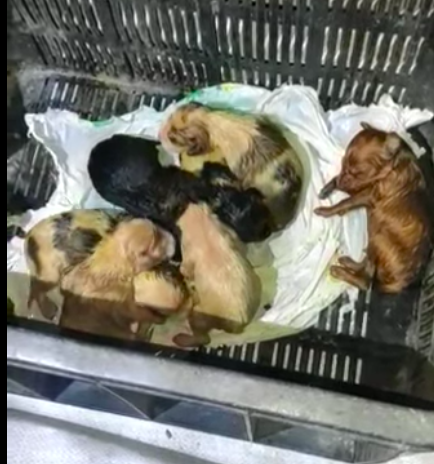 Se busca familia para unos cachorros abandonados en Marchena