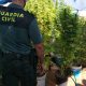 Dos detenidos en Montellano por el cultivo de marihuana en una vivienda