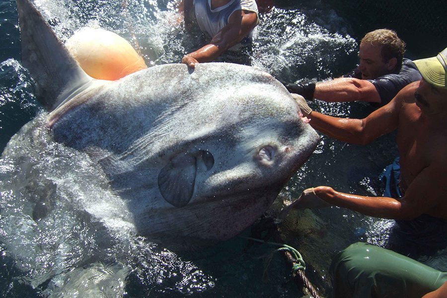 La Universidad de Sevilla estudia un pez luna de más de una tonelada