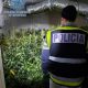 Decomisan 340 plantas de marihuana y 15 kilos de cogollos tras el incendio en una vivienda de Sevilla