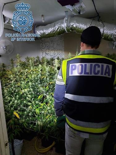 Decomisan 340 plantas de marihuana y 15 kilos de cogollos tras el incendio en una vivienda de Sevilla